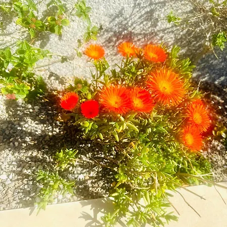 Girasoles De Veneziola *