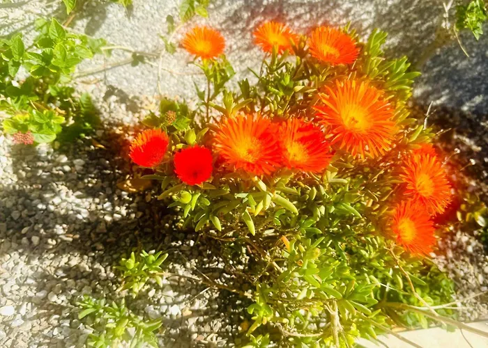 Girasoles De Veneziola *
